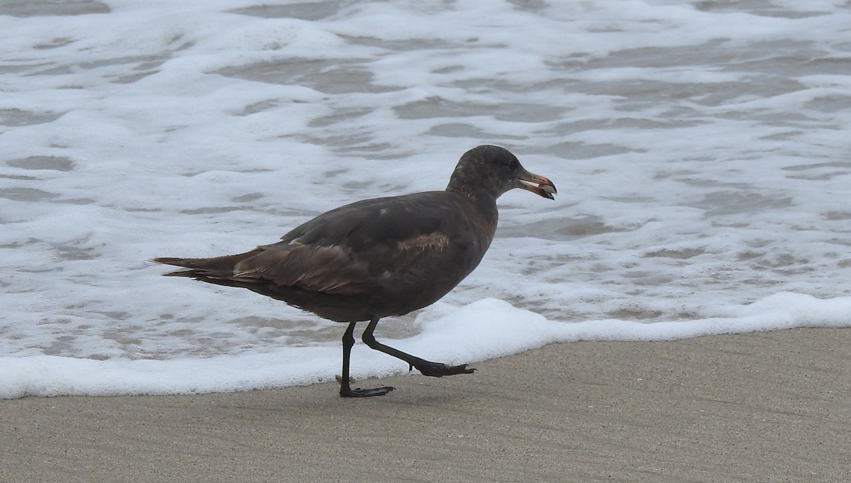 Heermann's Gull - ML456196441