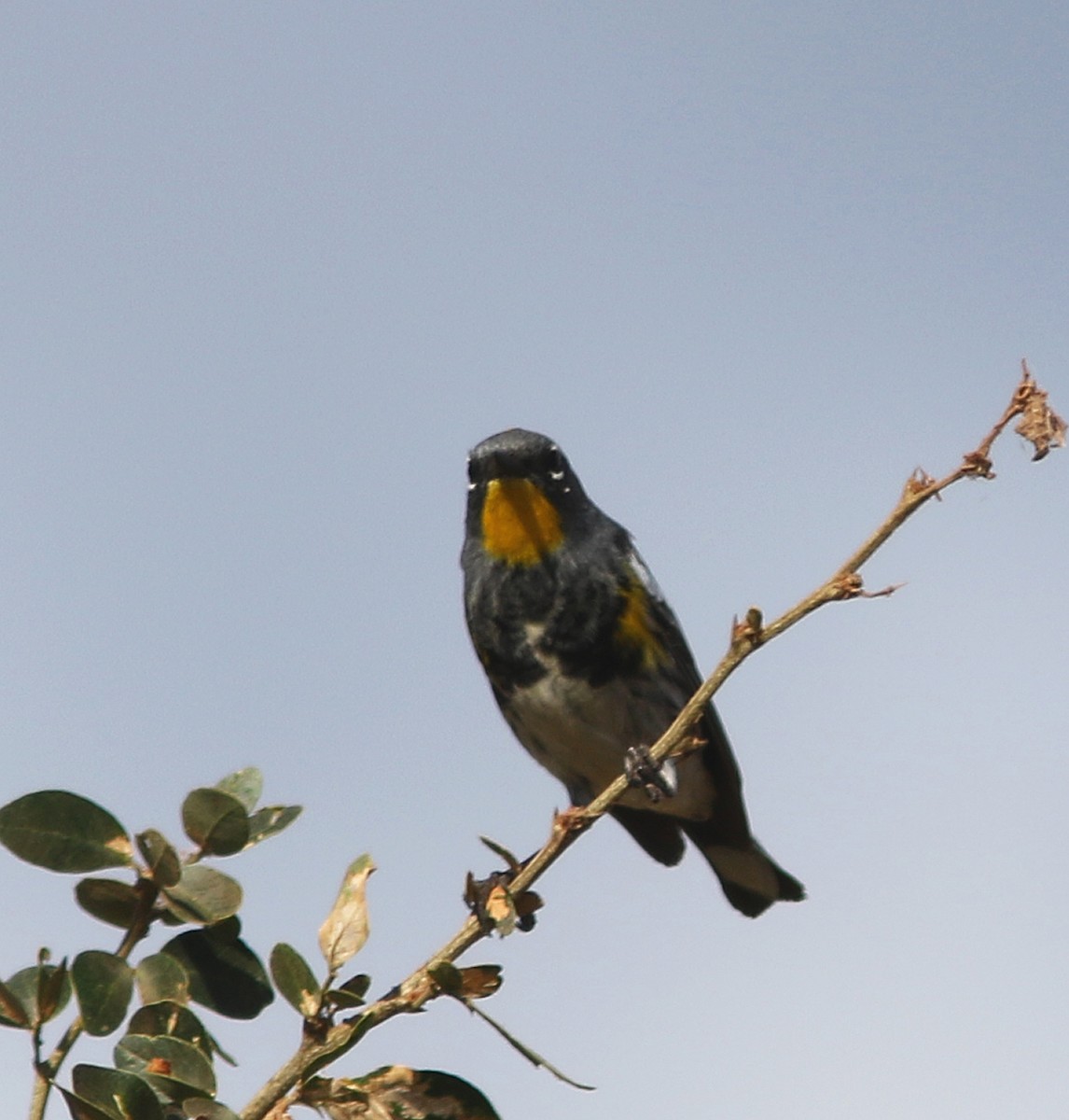 Kronenwaldsänger (Audubonwaldsänger) - ML456196631