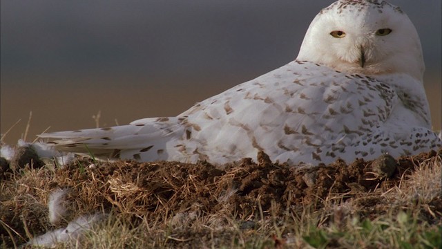 Белая сова - ML456197