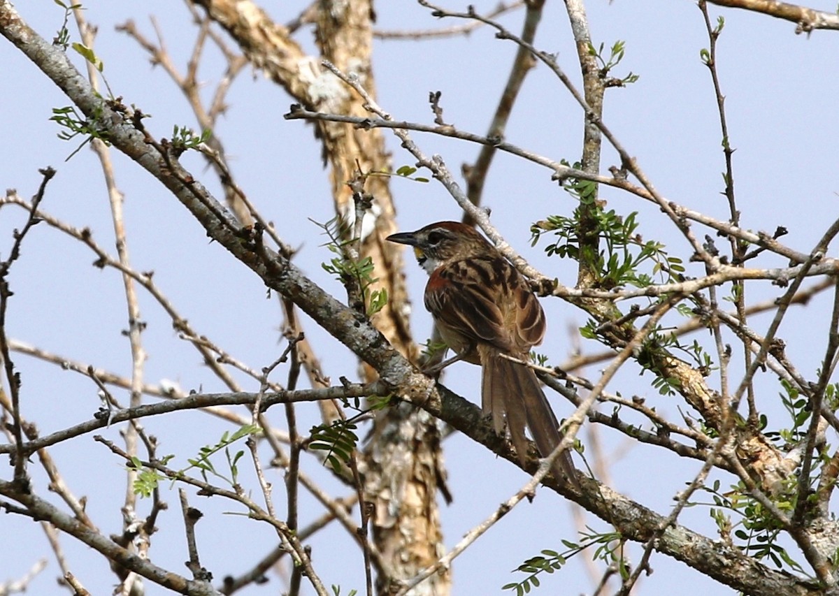 Chotoy Spinetail - ML456197501