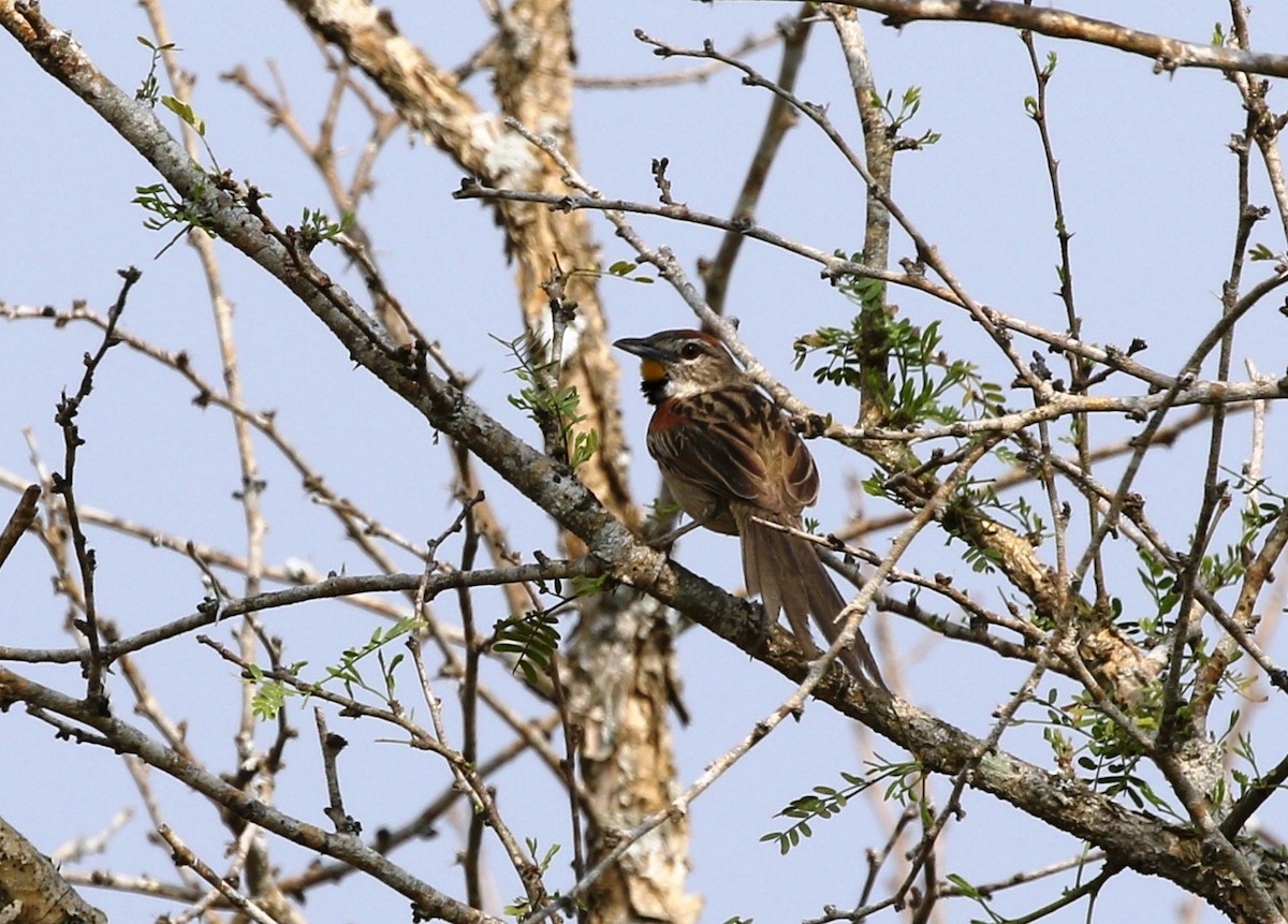 Chotoy Spinetail - ML456197511