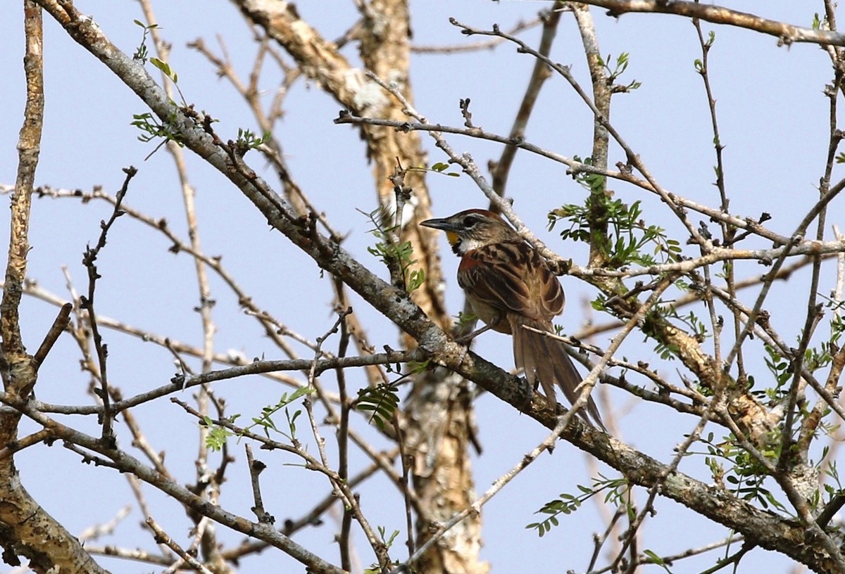 Chotoy Spinetail - ML456197551