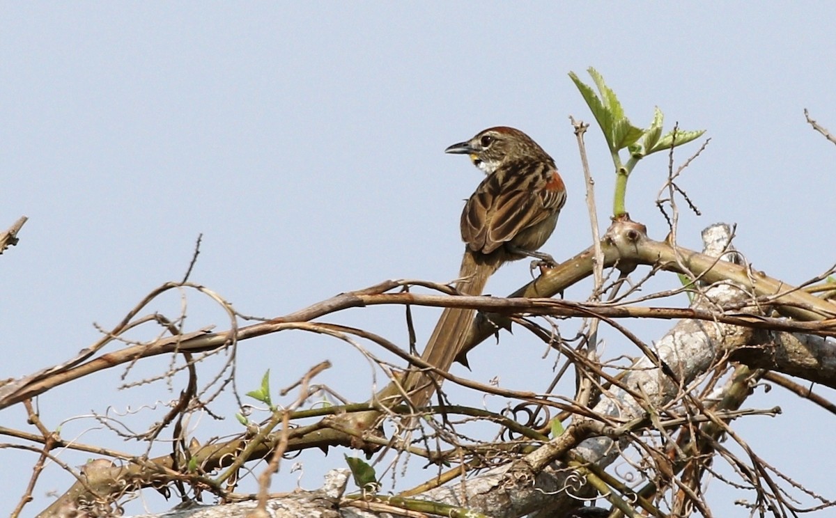 Chotoy Spinetail - ML456197581