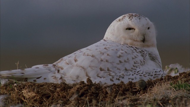 Snowy Owl - ML456198