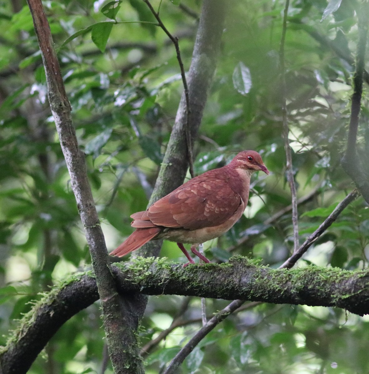 Ruddy Quail-Dove - ML456198891