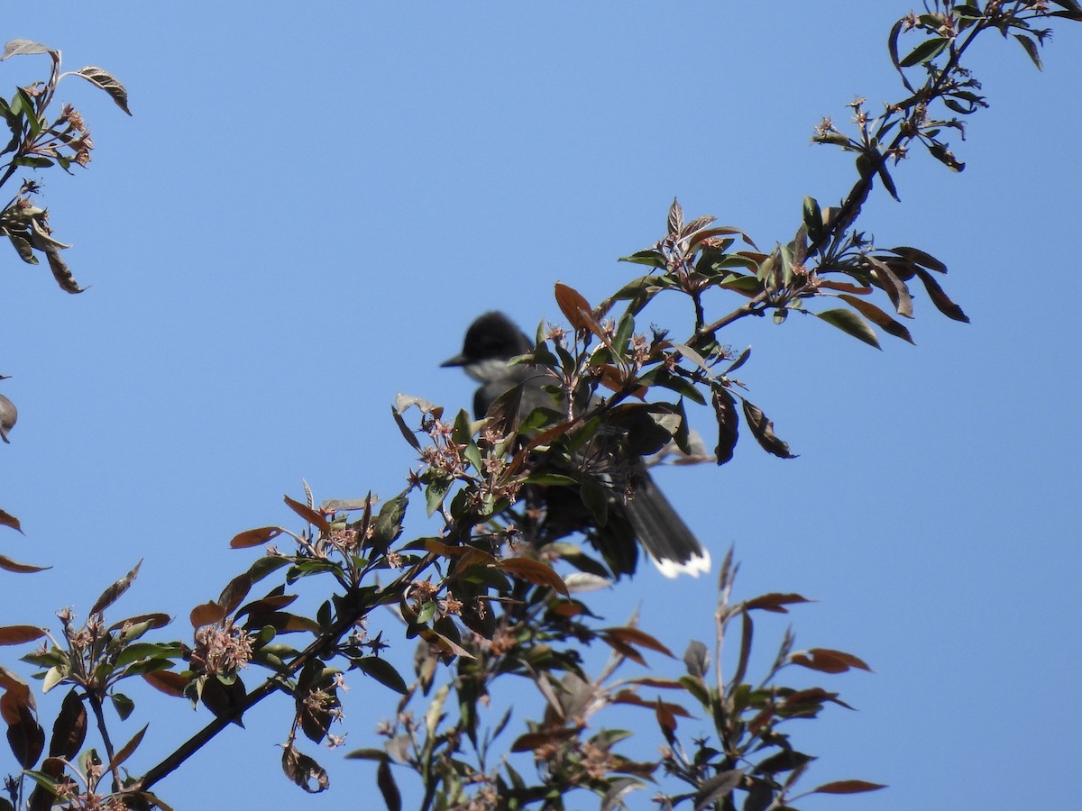 Eastern Kingbird - ML456198951