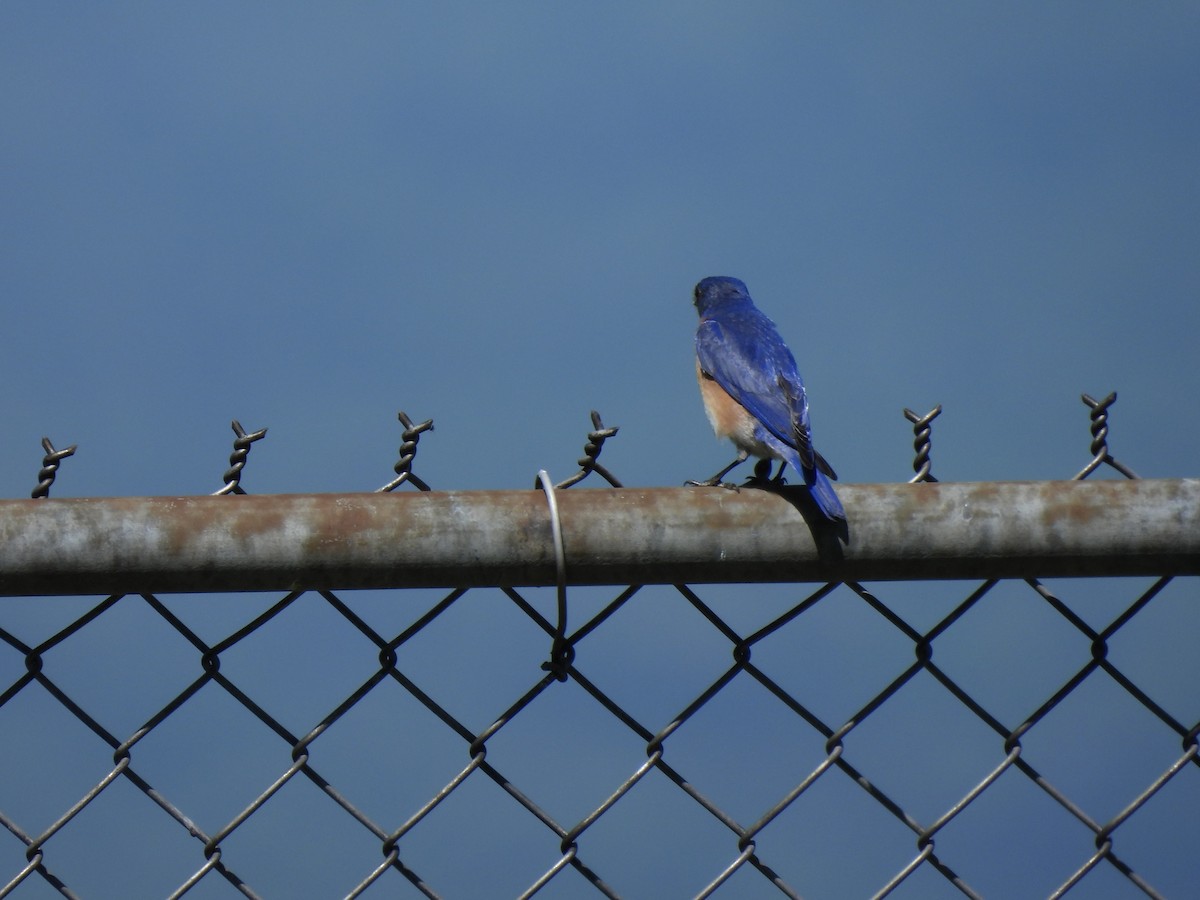 Eastern Bluebird - ML456199001