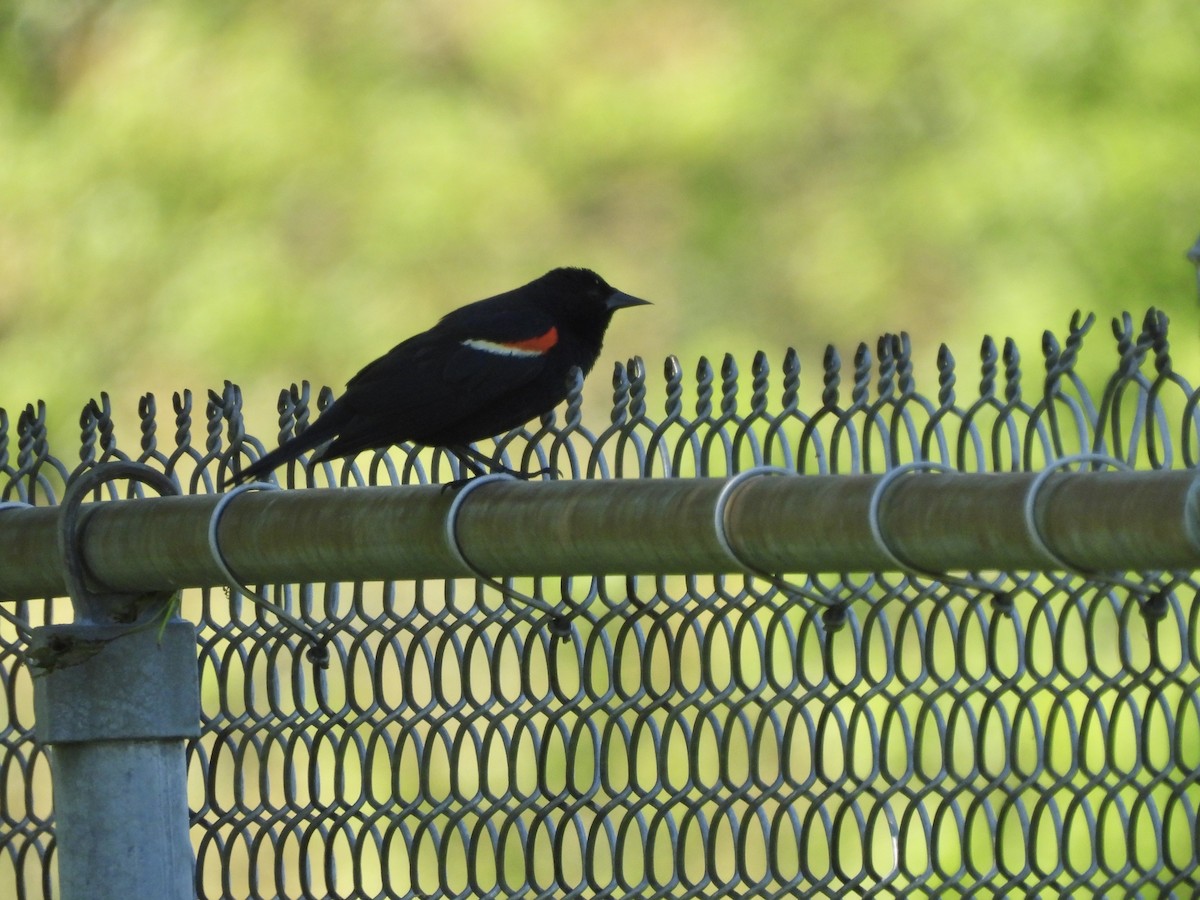 Red-winged Blackbird - ML456199041