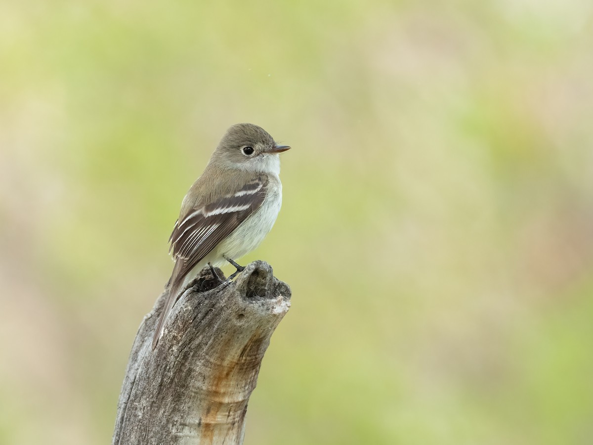 Least Flycatcher - ML456200441