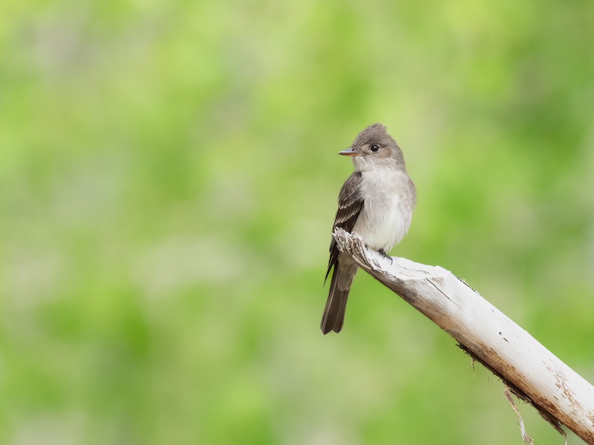 Western Wood-Pewee - ML456201011