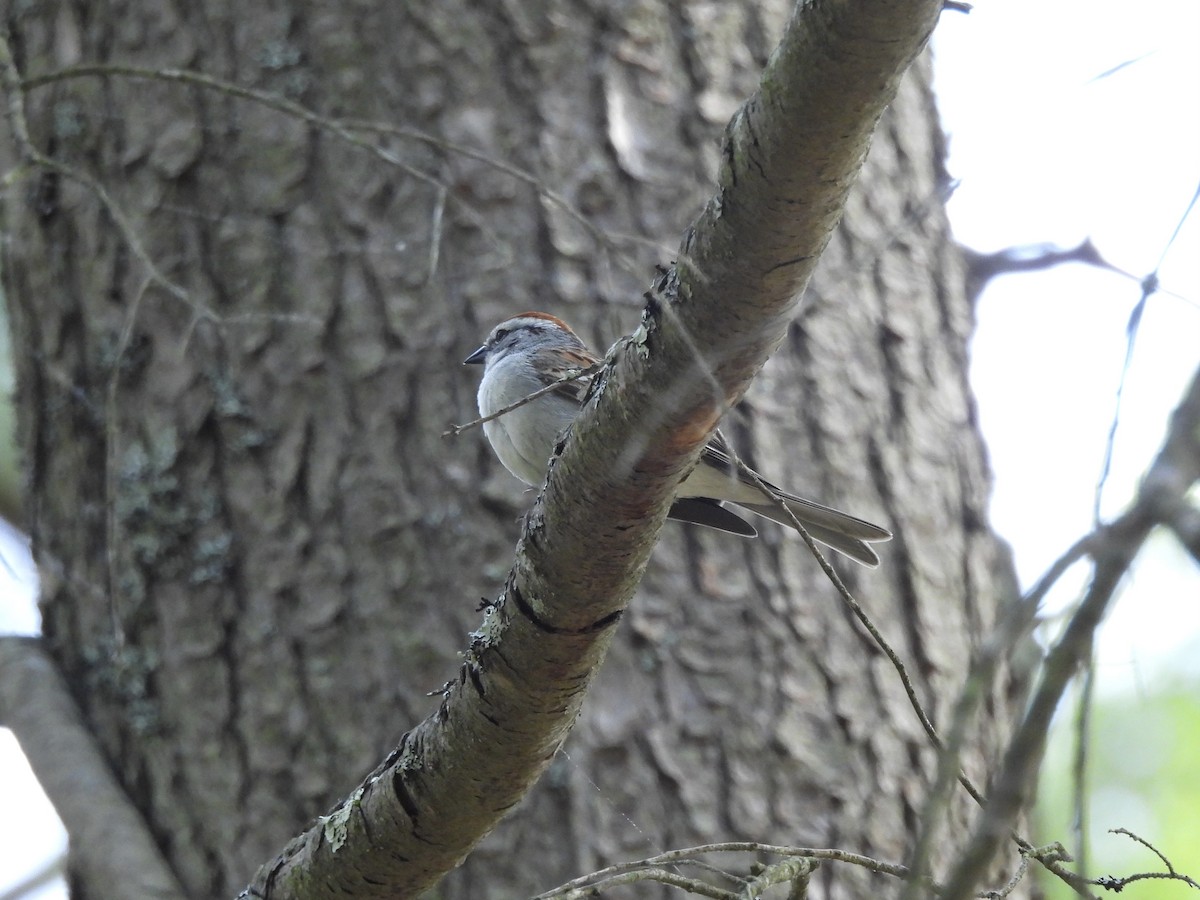 Chipping Sparrow - ML456201381