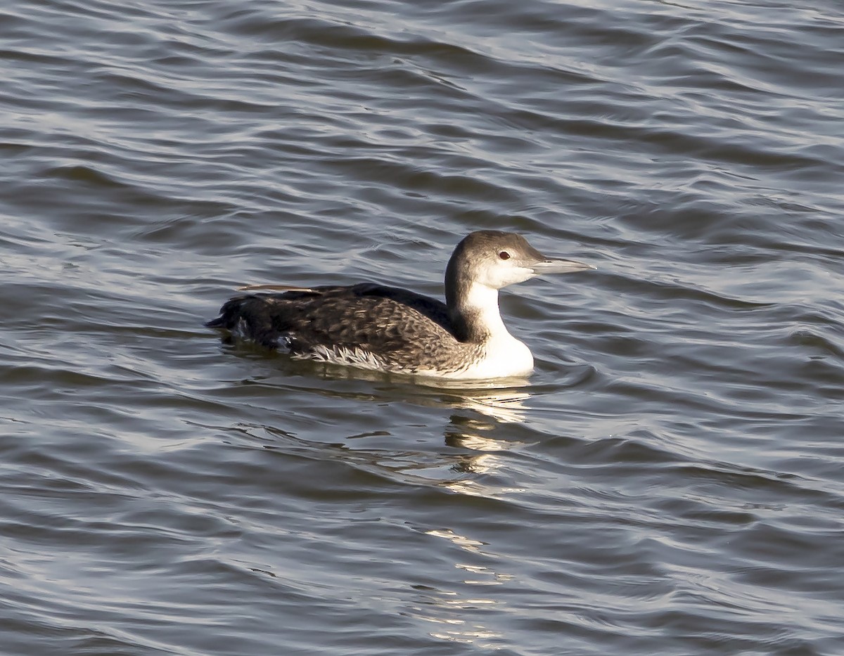 Common Loon - ML456201411