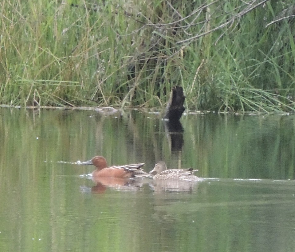 Cinnamon Teal - ML456201621