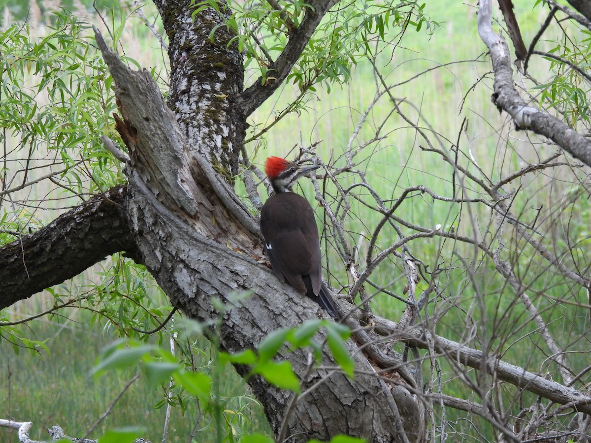 Pileated Woodpecker - ML456201901