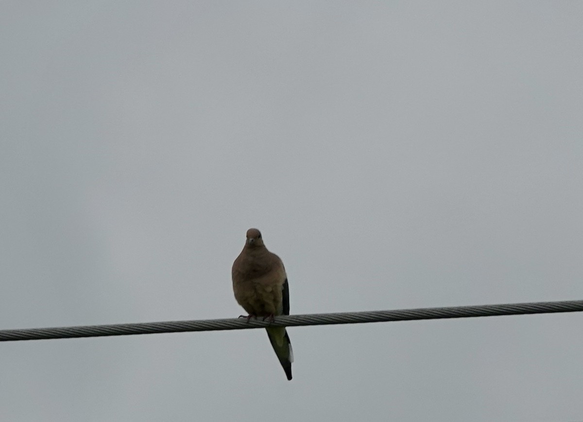 Mourning Dove - ML456203091