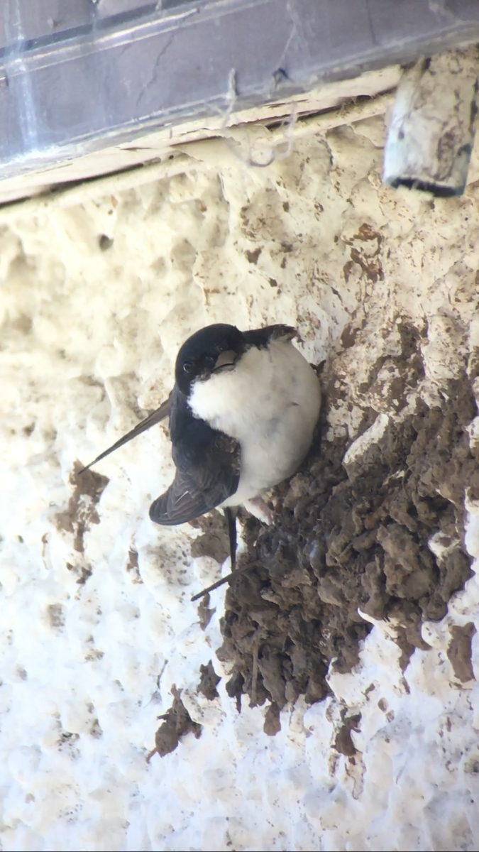 Western House-Martin - ML456203351