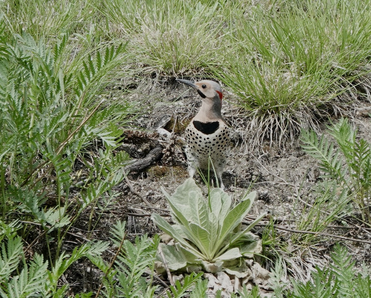 Northern Flicker (Yellow-shafted) - ML456203751