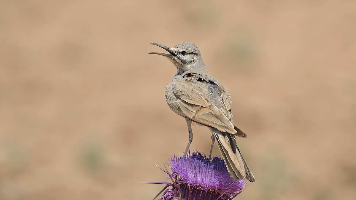 Greater Hoopoe-Lark - Kuzey Cem Kulaçoğlu