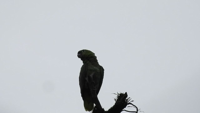 Red-lored Parrot - ML456206881