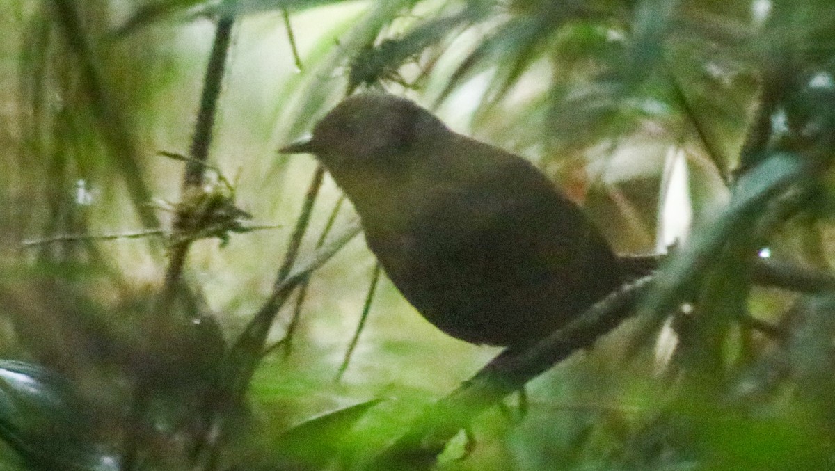 Blackish Tapaculo - ML456208741