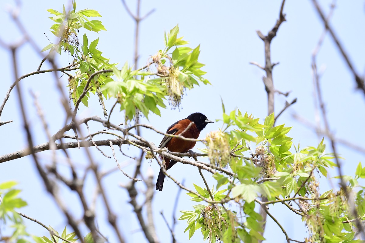 Orchard Oriole - ML456209311