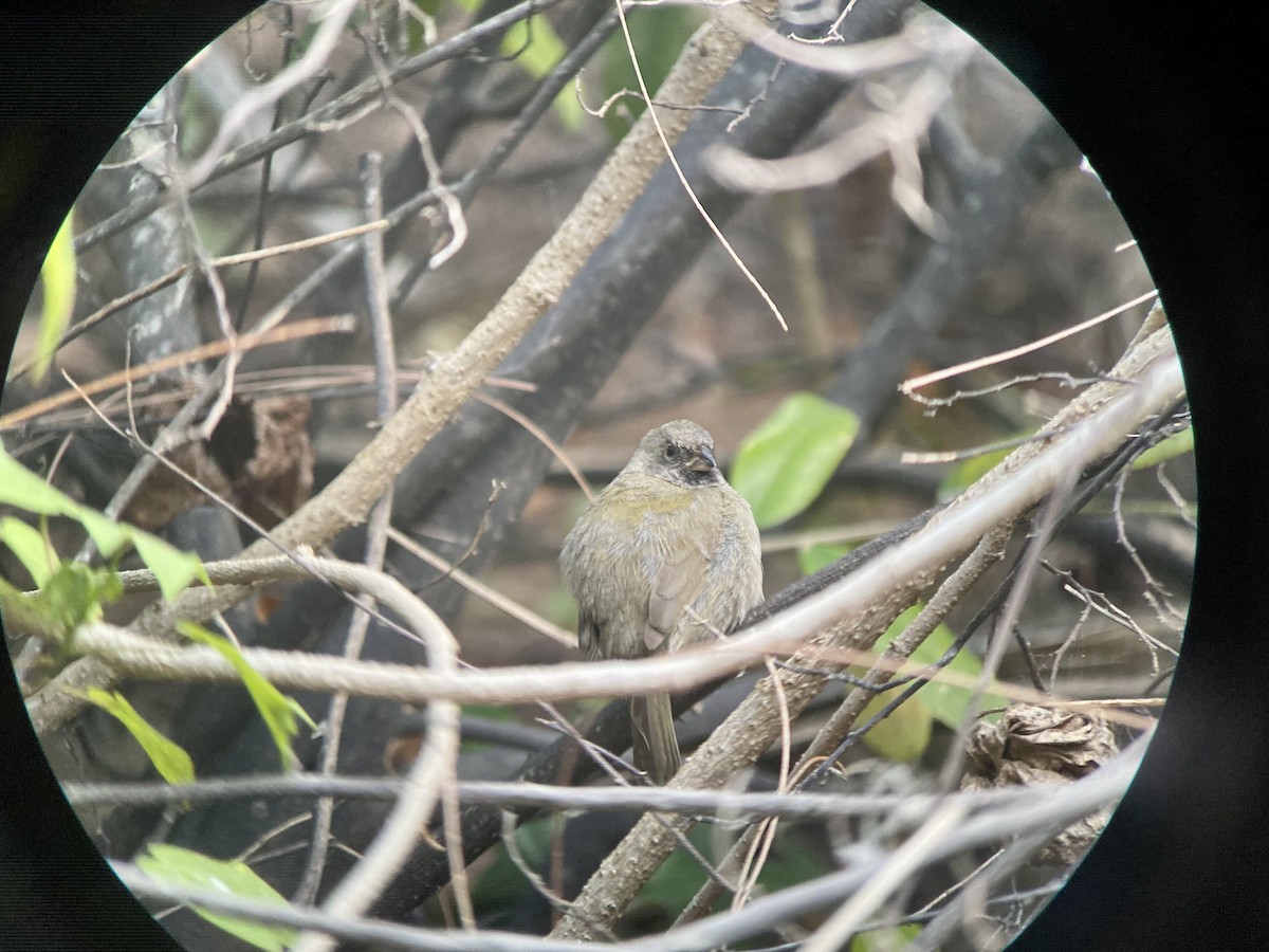 Black-faced Grassquit - ML456209481