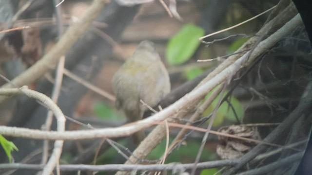 Black-faced Grassquit - ML456209621