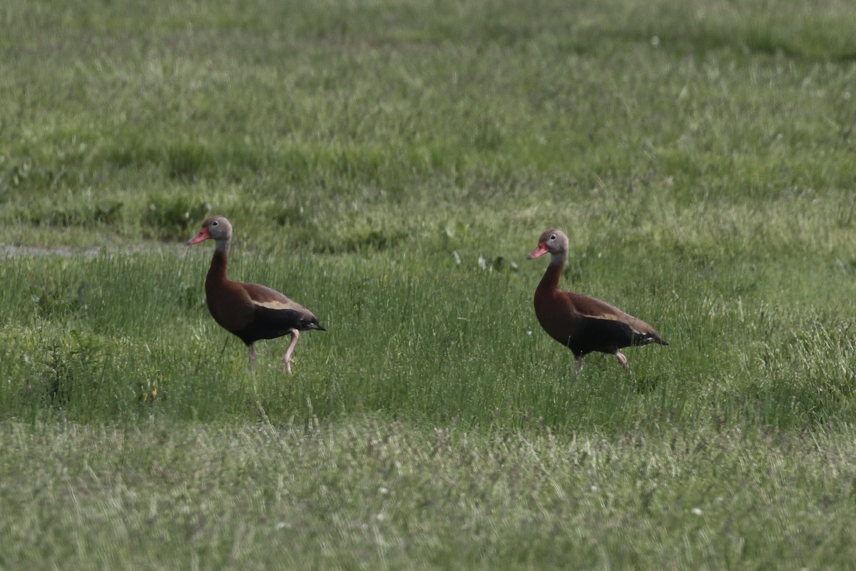 Black-bellied Whistling-Duck - ML456211651