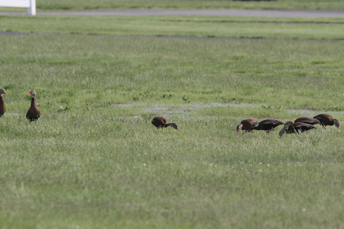 Black-bellied Whistling-Duck - ML456211681