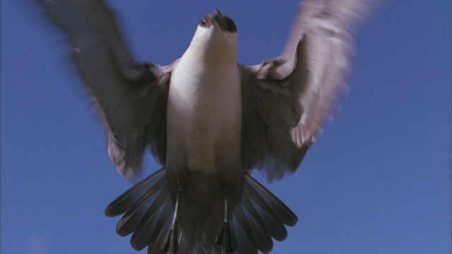 Long-tailed Jaeger - ML456212