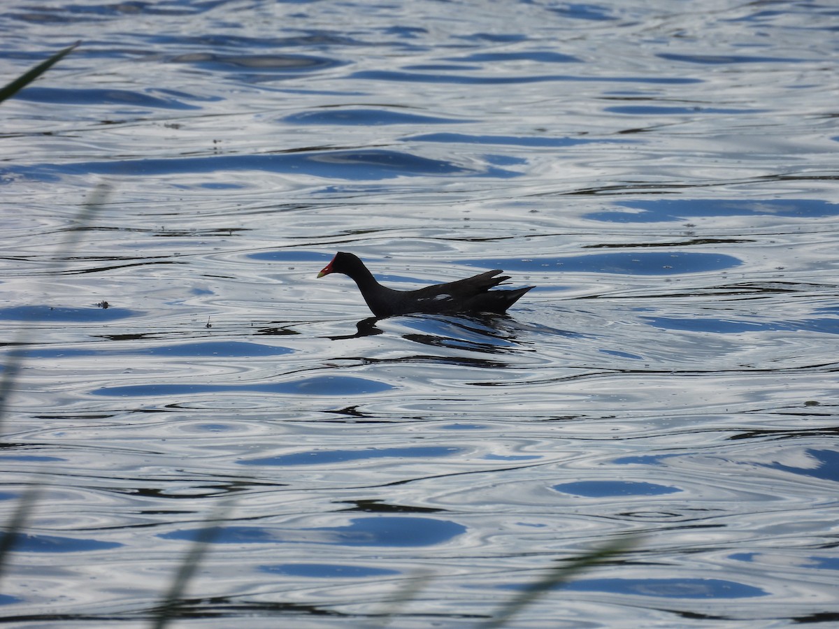 Common Gallinule - ML456212831