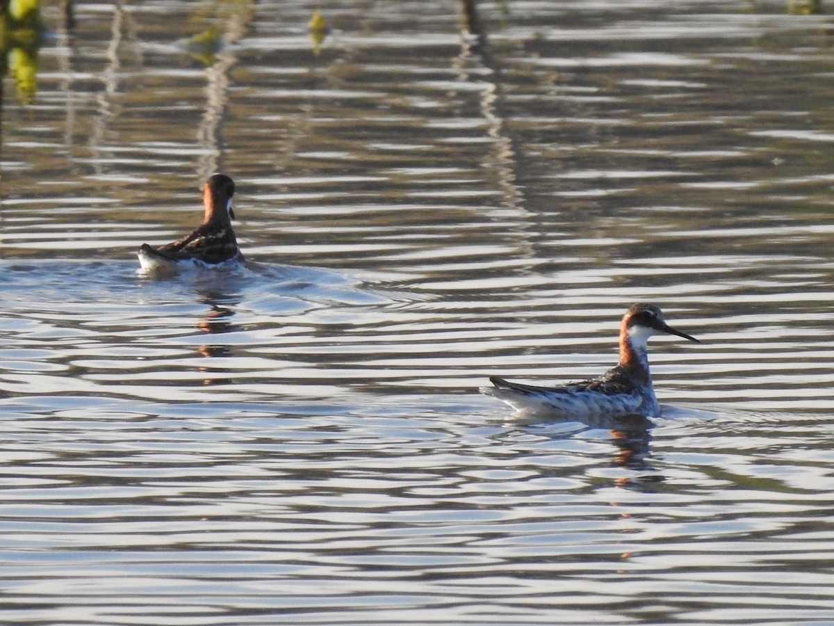 Red-necked Phalarope - ML456214461