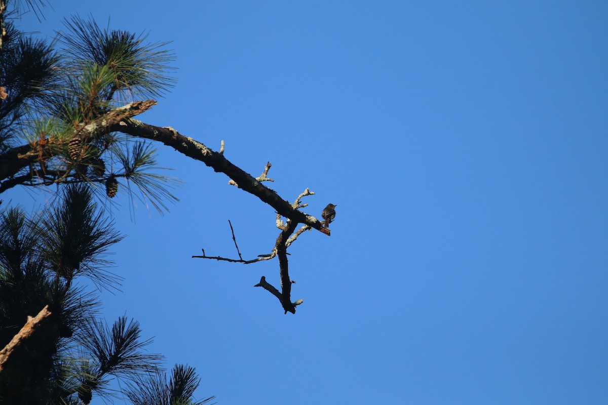 Mosquero sp. (Empidonax sp.) - ML456215241