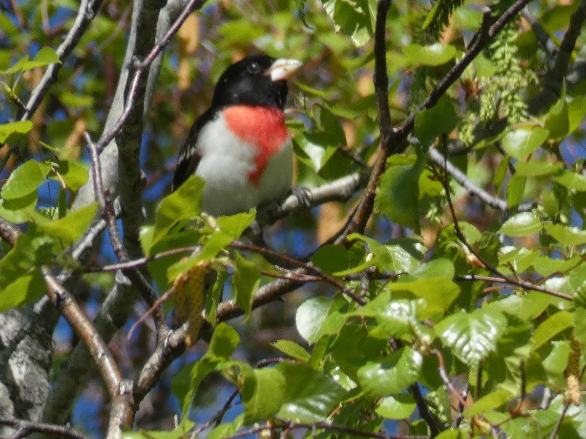 Rose-breasted Grosbeak - ML456215261