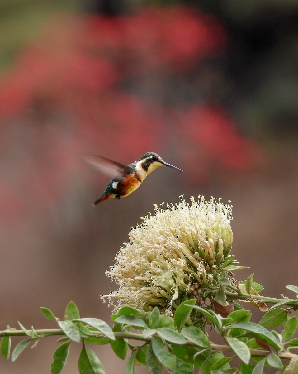 Colibrí de Mulsant - ML456215791