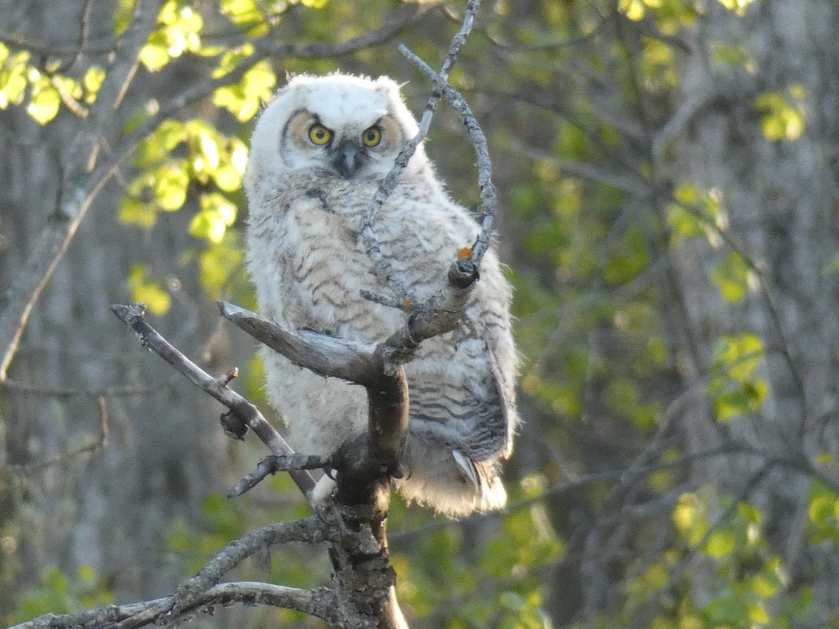 Great Horned Owl - ML456215861