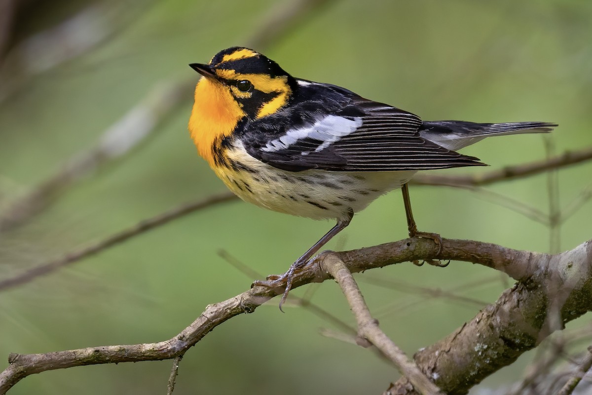 Blackburnian Warbler - ML456215871