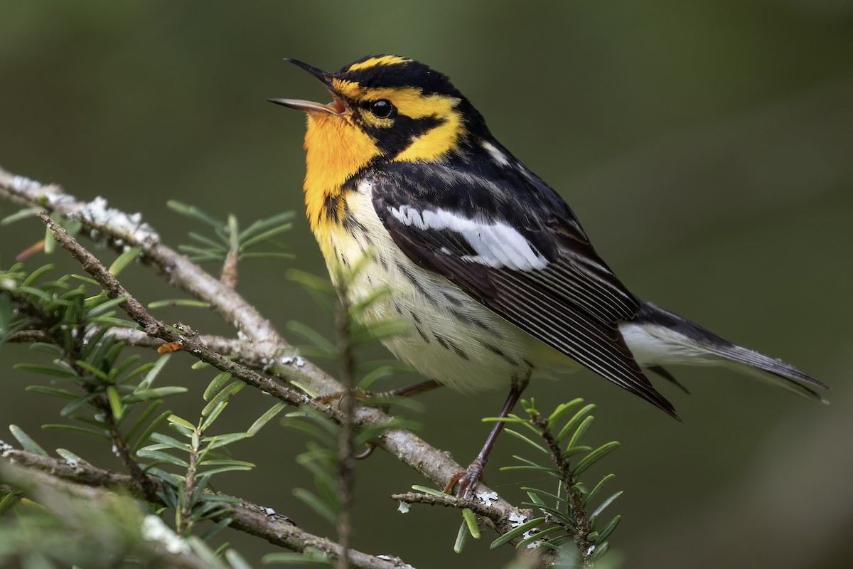 Blackburnian Warbler - ML456215881