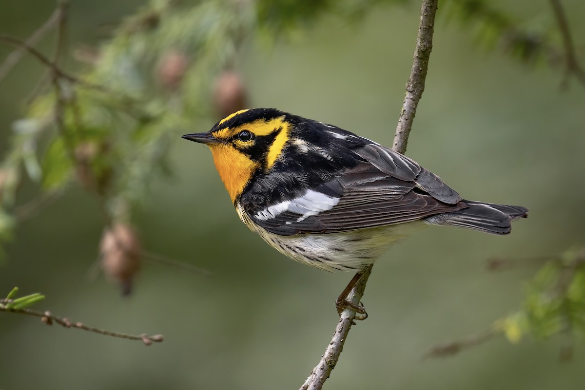 Blackburnian Warbler - ML456215891