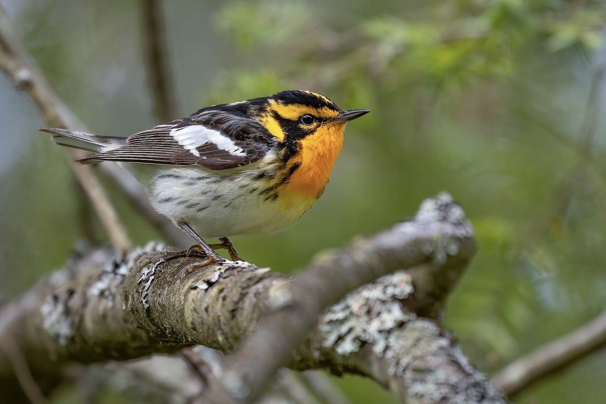 Blackburnian Warbler - ML456215901