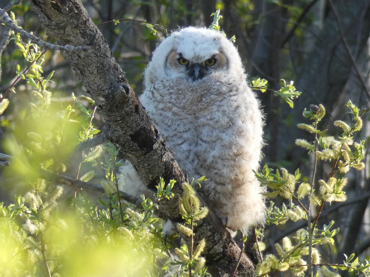 Great Horned Owl - ML456215911