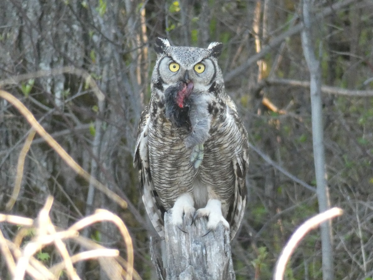 Great Horned Owl - ML456215921