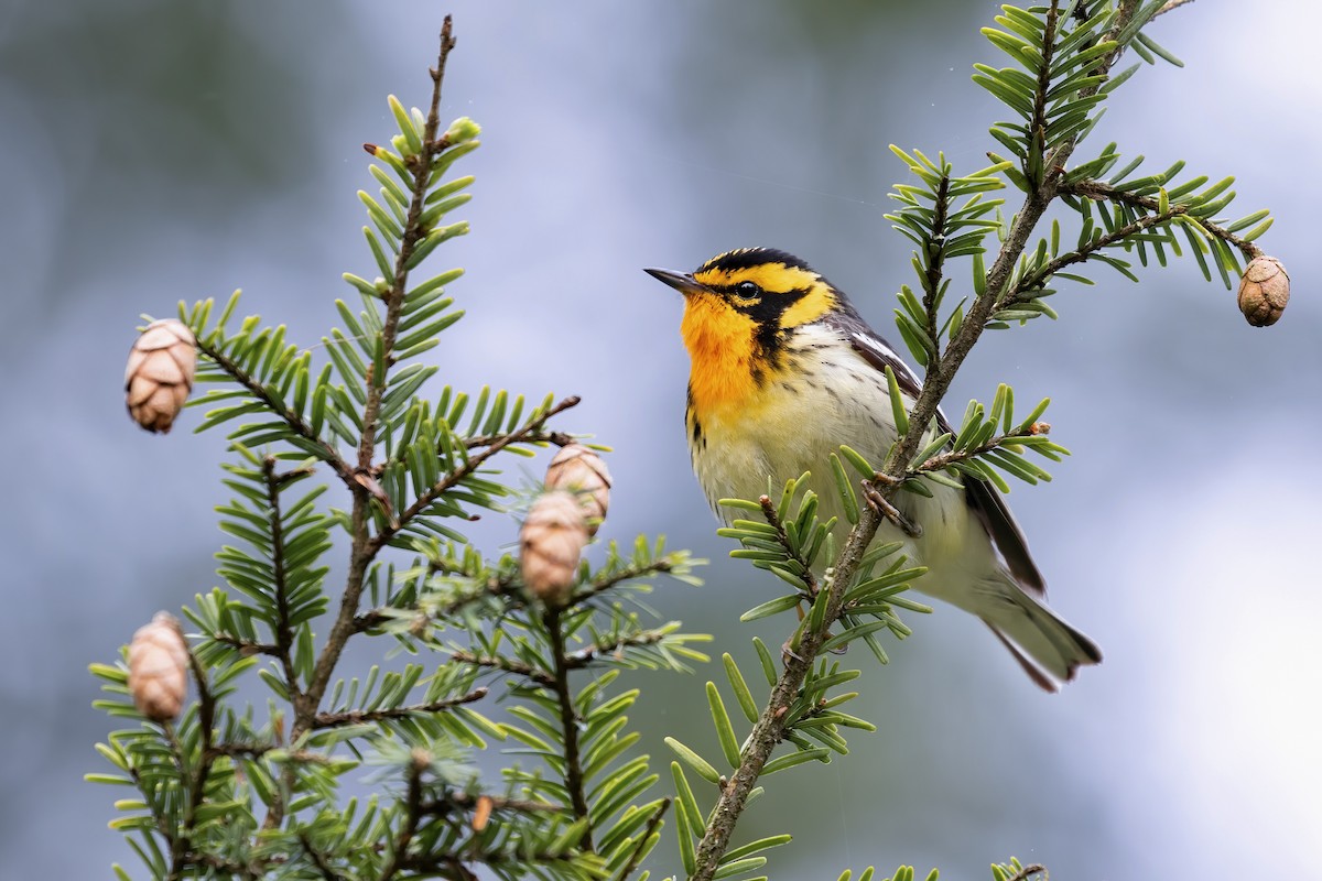 Blackburnian Warbler - ML456215931