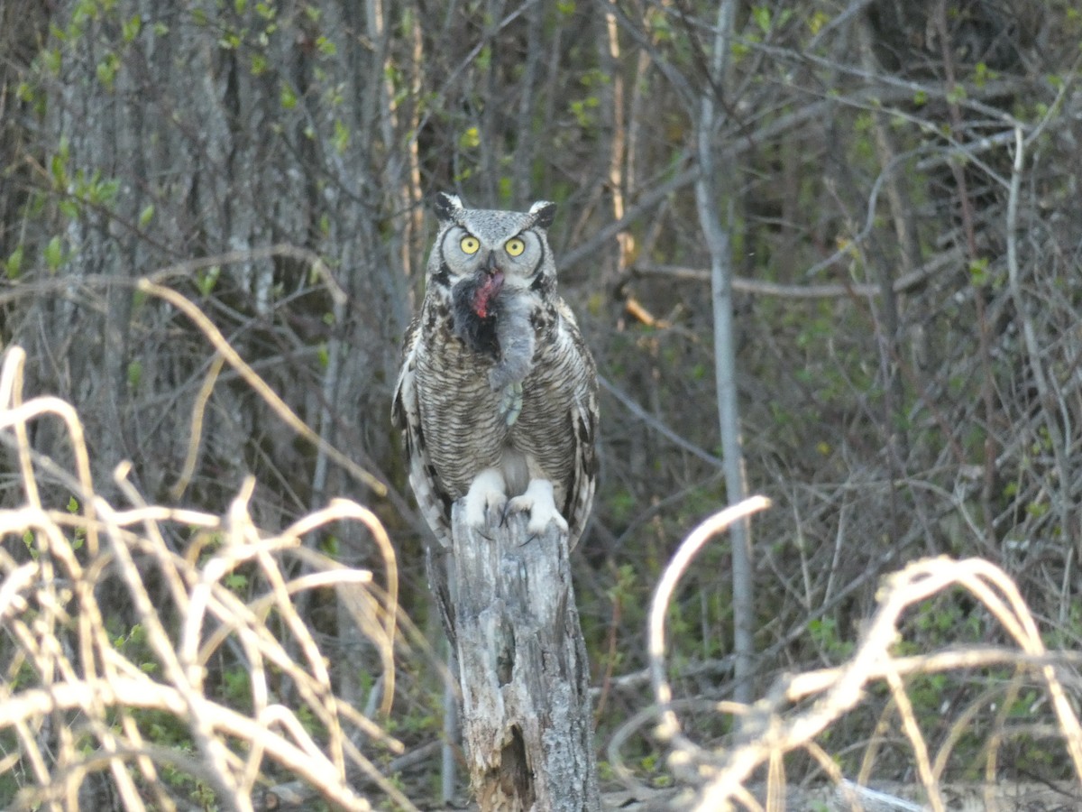 Great Horned Owl - ML456215941