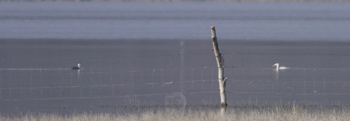 Clark's Grebe - ML456217411