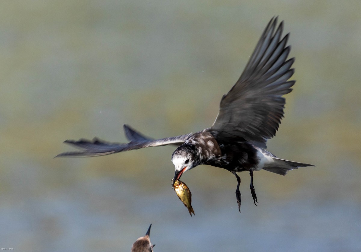Black Tern - John Hannan