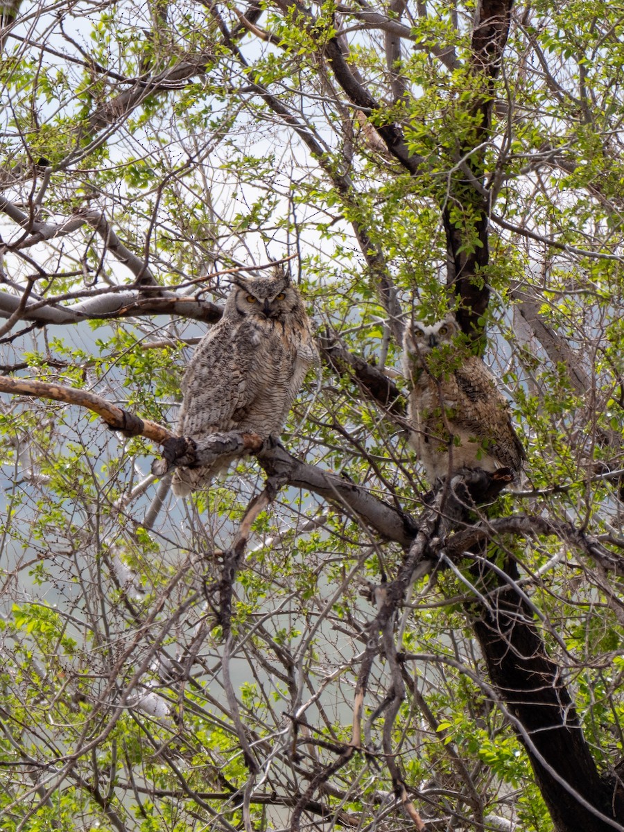 Great Horned Owl - ML456218391