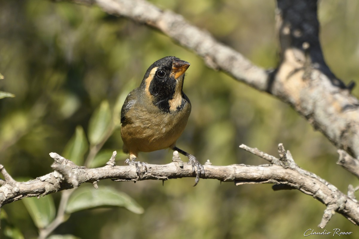 Golden-billed Saltator - ML456221341