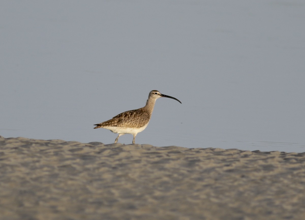 Whimbrel - Jamie Adams