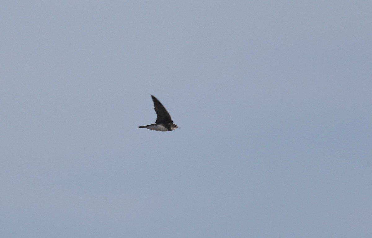 Bank Swallow - ML456222051